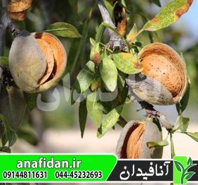 نهال بادام پرومورسکی