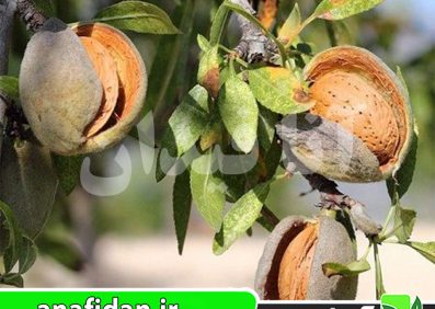 نهال بادام پرومورسکی