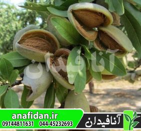 نهال بادام کریستومورتو