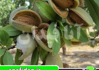 نهال بادام کریستومورتو