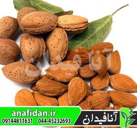 نهال بادام گوارا