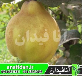 نهال به اصفهان
