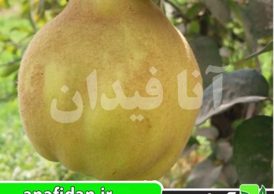 نهال به اصفهان