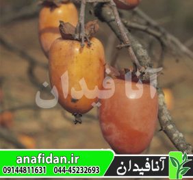 نهال خرمالو انبه‌ای