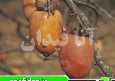 نهال خرمالو انبه‌ای