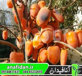 نهال خرمالو موزی