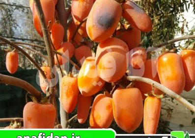 نهال خرمالو موزی