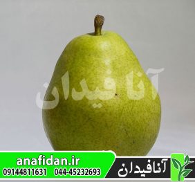 نهال گلابی آنجو سبز