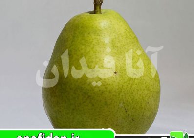 نهال گلابی آنجو سبز