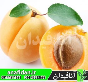 نهال زردآلو اردوباد