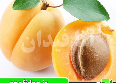 نهال زردآلو اردوباد