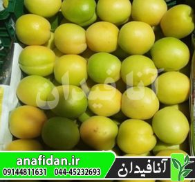 نهال زردآلو انبه ای