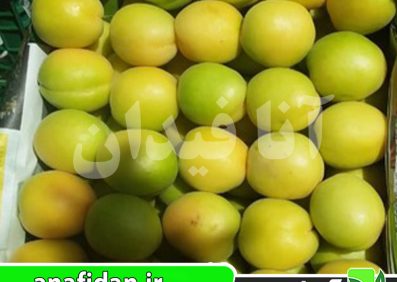 نهال زردآلو انبه ای