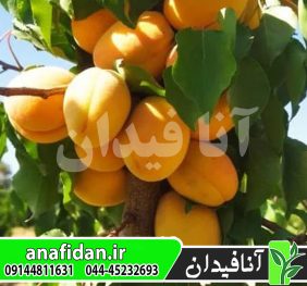 نهال زردآلو بوکاسیا