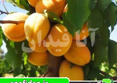 نهال زردآلو بوکاسیا
