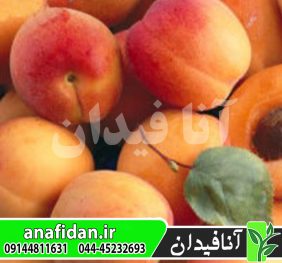 نهال زردآلو تبرزه