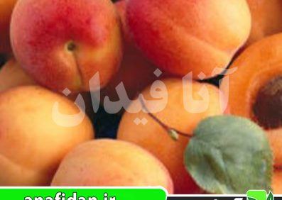 نهال زردآلو تبرزه
