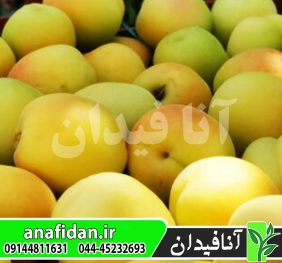 نهال زردآلو تخم مرغی