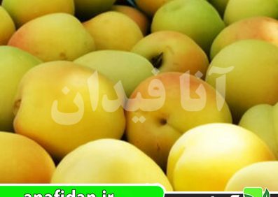 نهال زردآلو تخم مرغی