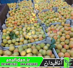 نهال زردآلو جلیل