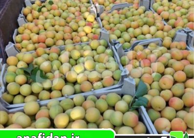 نهال زردآلو جلیل