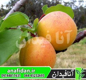 نهال زردآلو درجهان