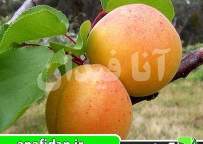 نهال زردآلو درجهان