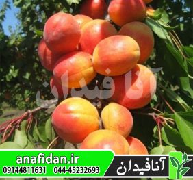 نهال زردآلو رکسانا