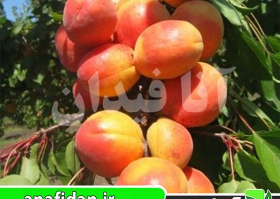 نهال زردآلو رکسانا