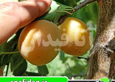 نهال زردآلو زودرس