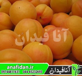 نهال زردآلو ساندروپ