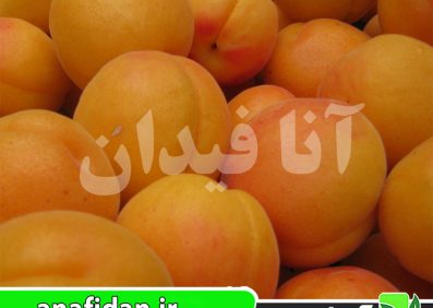 نهال زردآلو ساندروپ