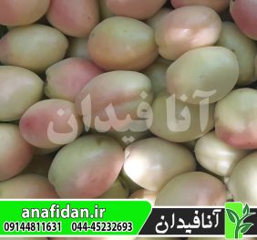نهال زردآلو شاهرودی
