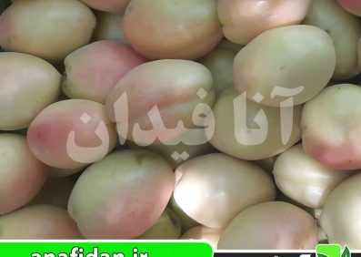 نهال زردآلو شاهرودی
