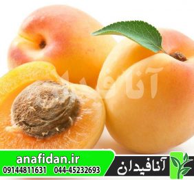 نهال زردآلو شکرپاره
