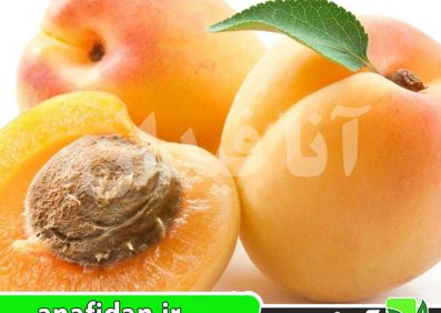 نهال زردآلو شکرپاره