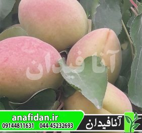 نهال زردآلو عسگرآباد