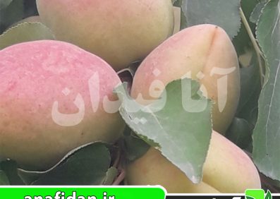 نهال زردآلو عسگرآباد