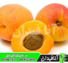نهال زردآلو فراکاسو