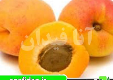 نهال زردآلو فراکاسو
