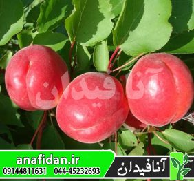 نهال زردآلو قرمز ایتالیایی