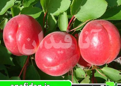 نهال زردآلو قرمز ایتالیایی