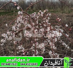 نهال زردآلو مجنون