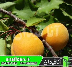 نهال زردآلو موناکوبلو