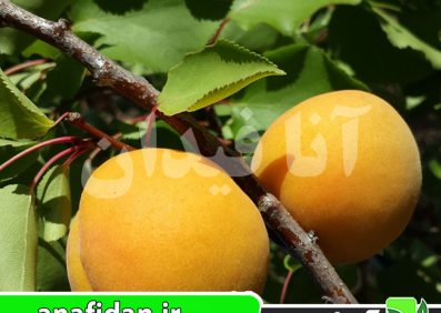 نهال زردآلو موناکوبلو