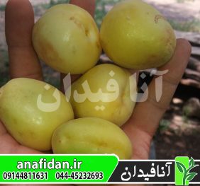 نهال زردآلو نصیری