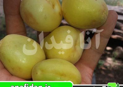 نهال زردآلو نصیری