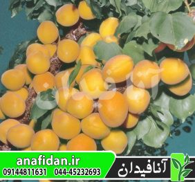 نهال زردآلو پاترسون