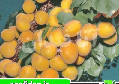 نهال زردآلو پاترسون