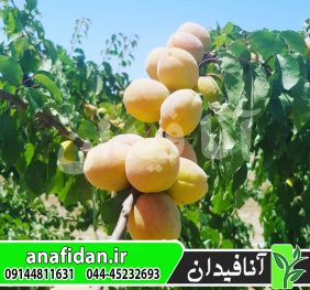 نهال زردآلو پالومللا